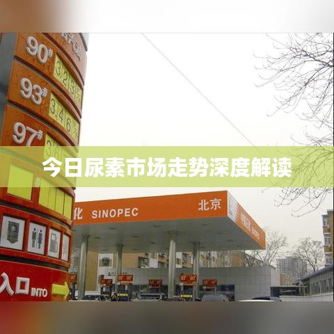 今日尿素市场走势深度解读