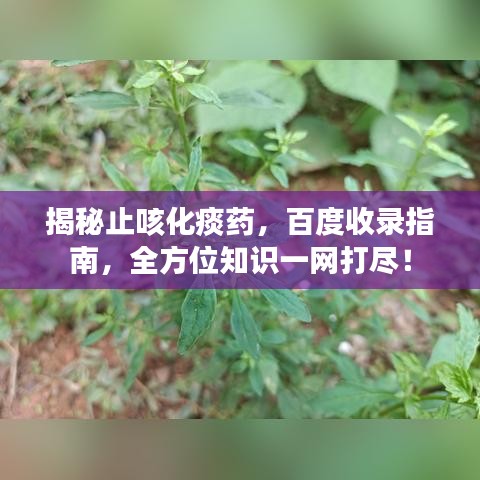 揭秘止咳化痰药，百度收录指南，全方位知识一网打尽！