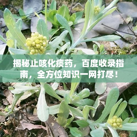 揭秘止咳化痰药,百度收录指南,全方位知识一网打尽!
