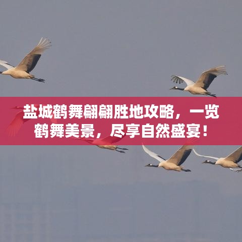 盐城鹤舞翩翩胜地攻略，一览鹤舞美景，尽享自然盛宴！