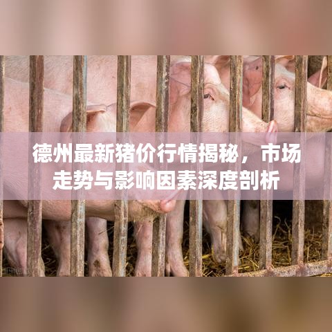 德州最新猪价行情揭秘，市场走势与影响因素深度剖析