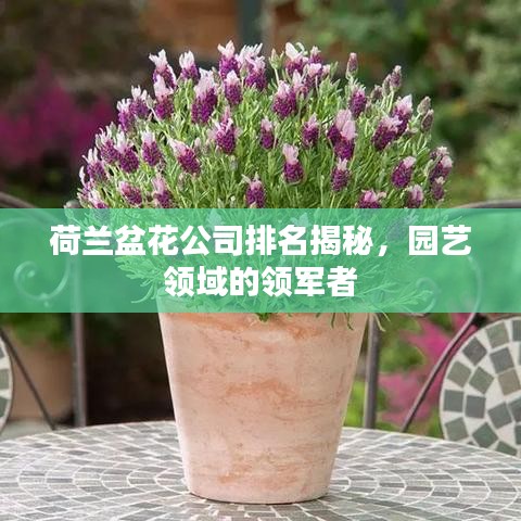荷兰盆花公司排名揭秘，园艺领域的领军者