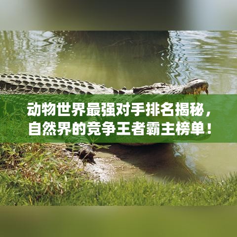 动物世界最强对手排名揭秘，自然界的竞争王者霸主榜单！