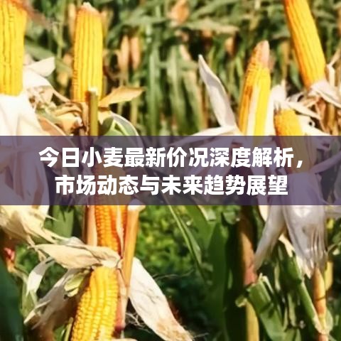 今日小麦最新价况深度解析,市场动态与未来趋势展望