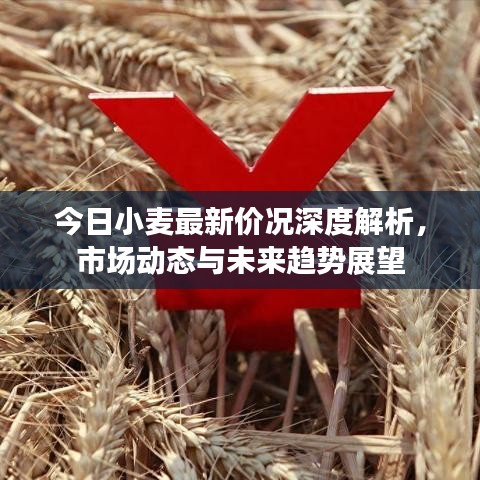 今日小麦最新价况深度解析,市场动态与未来趋势展望