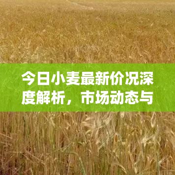 今日小麦最新价况深度解析,市场动态与未来趋势展望