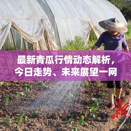 最新青瓜行情动态解析，今日走势、未来展望一网打尽