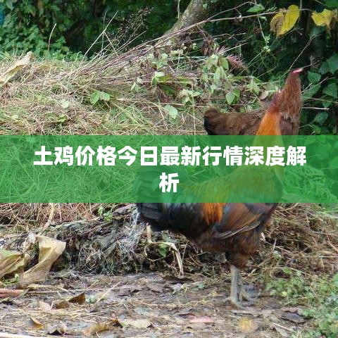 土鸡价格今日最新行情深度解析