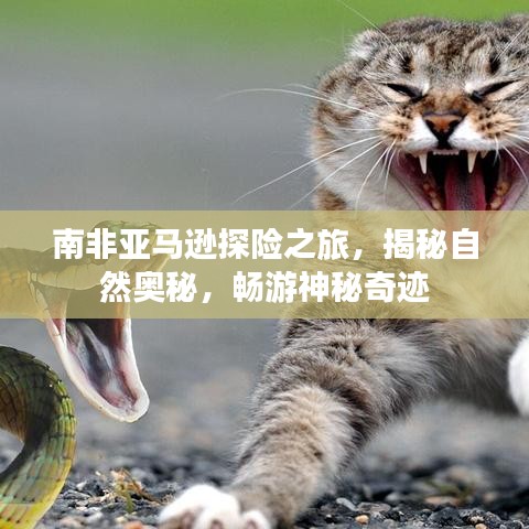 南非亚马逊探险之旅,揭秘自然奥秘,畅游神秘奇迹