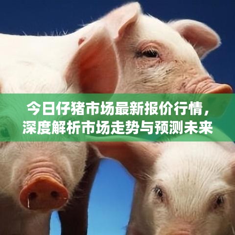 今日仔猪市场最新报价行情，深度解析市场走势与预测未来趋势