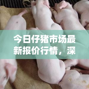 今日仔猪市场最新报价行情,深度解析市场走势与预测未来趋势