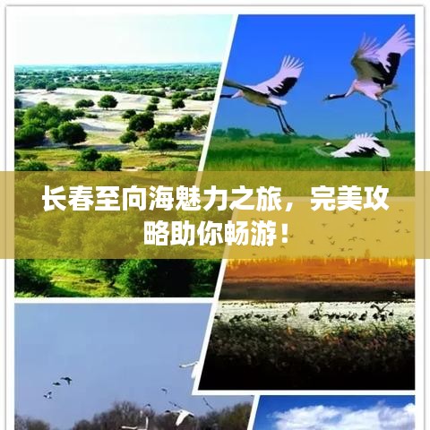 长春至向海魅力之旅，完美攻略助你畅游！