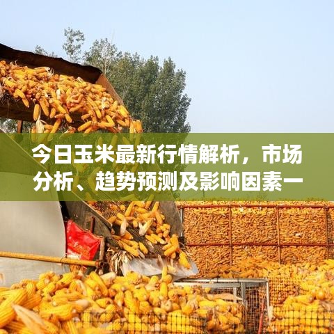 今日玉米最新行情解析,市场分析、趋势预测及影响因素一网打尽!