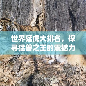 世界猛虎大排名，探寻猛兽之王的震撼力量与魅力