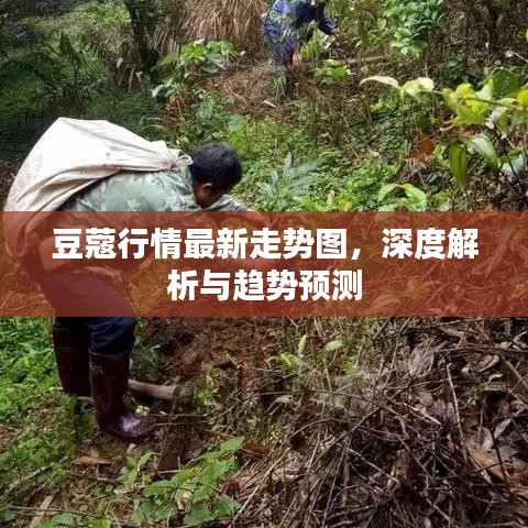 豆蔻行情最新走势图，深度解析与趋势预测