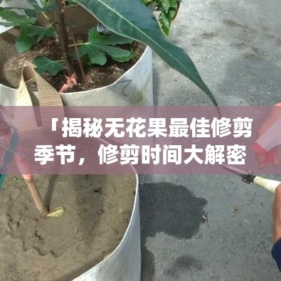 「揭秘无花果最佳修剪季节，修剪时间大解密！」