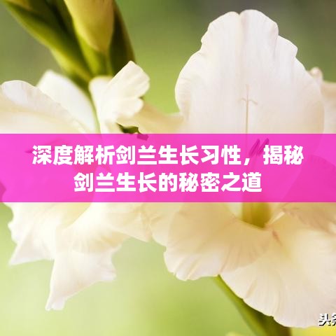 深度解析剑兰生长习性，揭秘剑兰生长的秘密之道