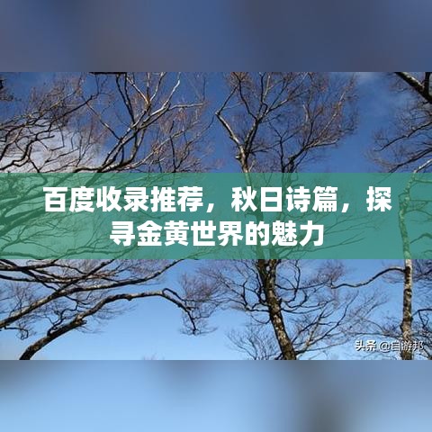 百度收录推荐,秋日诗篇,探寻金黄世界的魅力