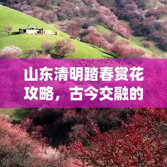 山东清明踏春赏花攻略，古今交融的魅力之旅