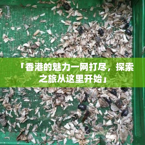 「香港的魅力一网打尽，探索之旅从这里开始」