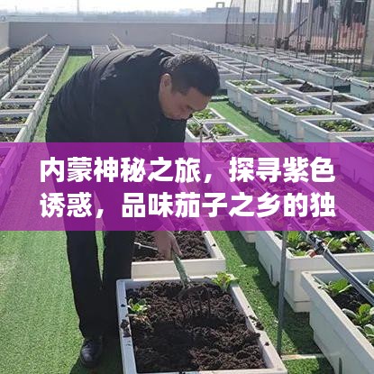 内蒙神秘之旅，探寻紫色诱惑，品味茄子之乡的独特魅力攻略