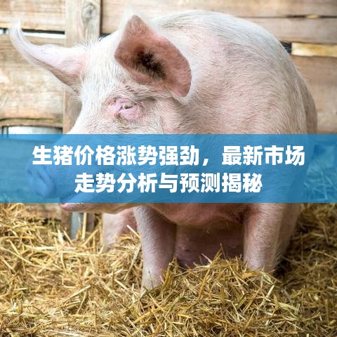 生猪价格涨势强劲，最新市场走势分析与预测揭秘