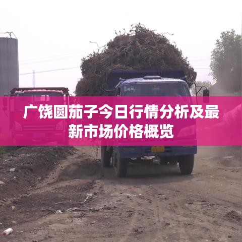 广饶圆茄子今日行情分析及最新市场价格概览