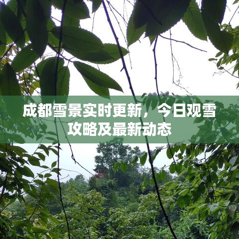 成都雪景实时更新，今日观雪攻略及最新动态