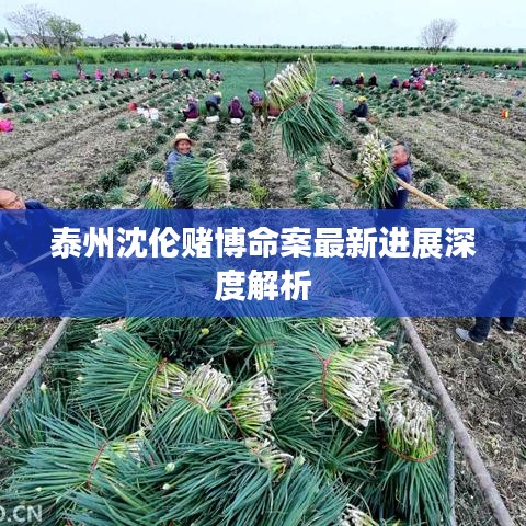 泰州沈伦赌博命案最新进展深度解析