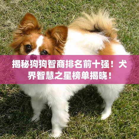 揭秘狗狗智商排名前十强！犬界智慧之星榜单揭晓！