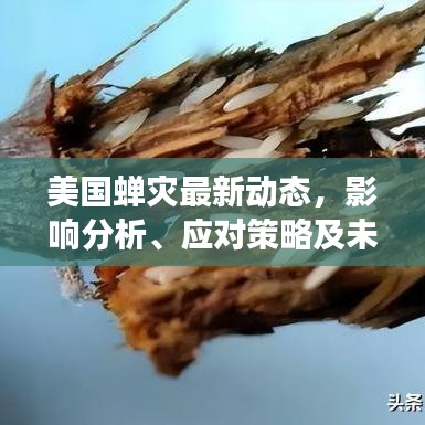 美国蝉灾最新动态，影响分析、应对策略及未来展望