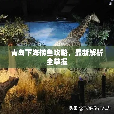 青岛下海捞鱼攻略，最新解析全掌握