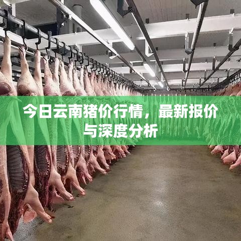 今日云南猪价行情，最新报价与深度分析