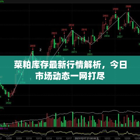 菜粕库存最新行情解析，今日市场动态一网打尽