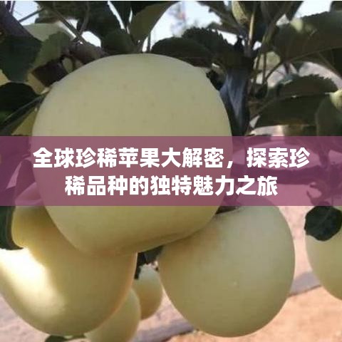 全球珍稀苹果大解密,探索珍稀品种的独特魅力之旅