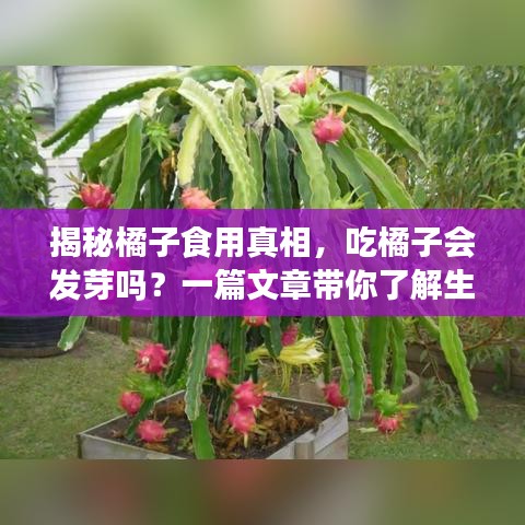 揭秘橘子食用真相，吃橘子会发芽吗？一篇文章带你了解生长奥秘！