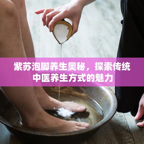 紫苏泡脚养生奥秘，探索传统中医养生方式的魅力