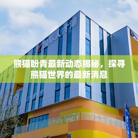 熊猫盼青最新动态揭秘，探寻熊猫世界的最新消息