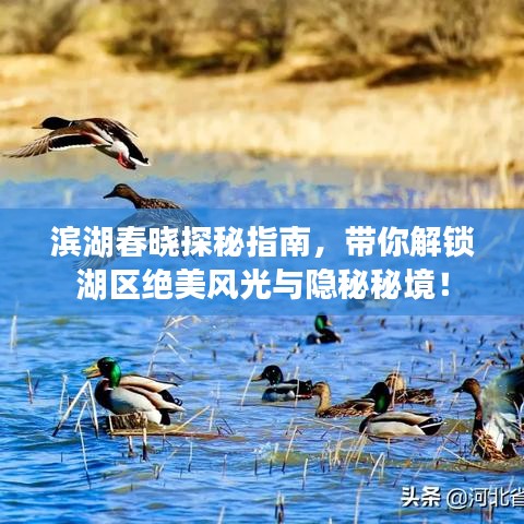 滨湖春晓探秘指南,带你解锁湖区绝美风光与隐秘秘境!