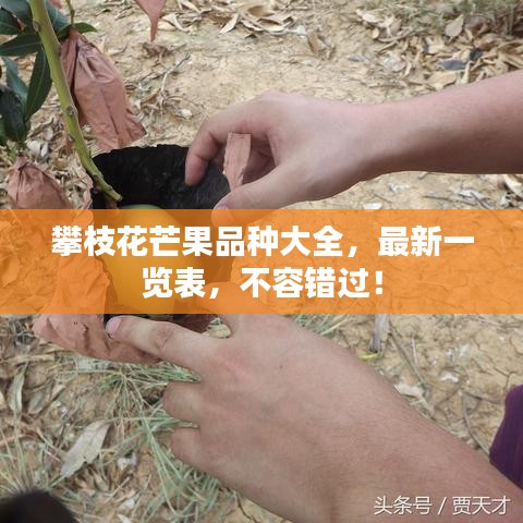 攀枝花芒果品种大全，最新一览表，不容错过！