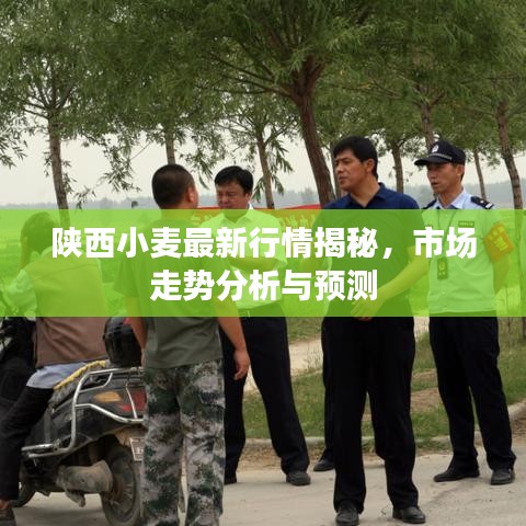 陕西小麦最新行情揭秘，市场走势分析与预测
