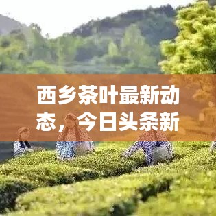 西乡茶叶最新动态，今日头条新闻报道茶叶产业新进展