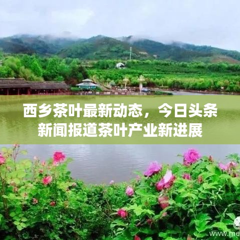 西乡茶叶最新动态,今日头条新闻报道茶叶产业新进展