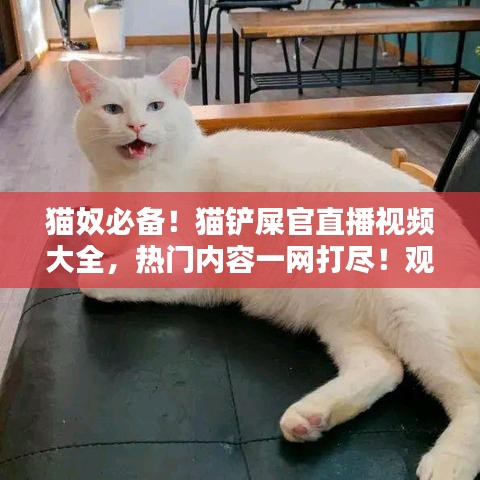 猫奴必备！猫铲屎官直播视频大全，热门内容一网打尽！观看指南全解析