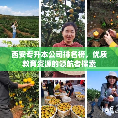 西安专升本公司排名榜,优质教育资源的领航者探索