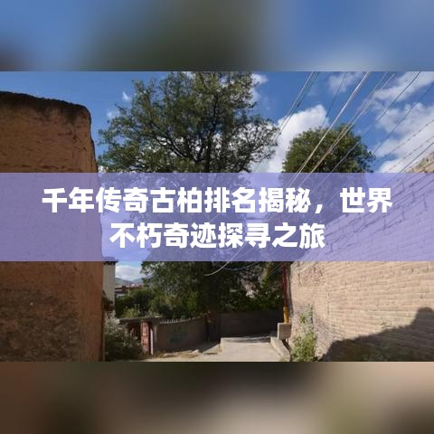 千年传奇古柏排名揭秘，世界不朽奇迹探寻之旅