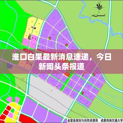 淮口白果最新消息速递，今日新闻头条报道