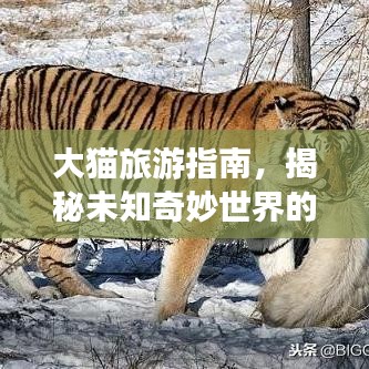 大猫旅游指南，揭秘未知奇妙世界的神秘面纱