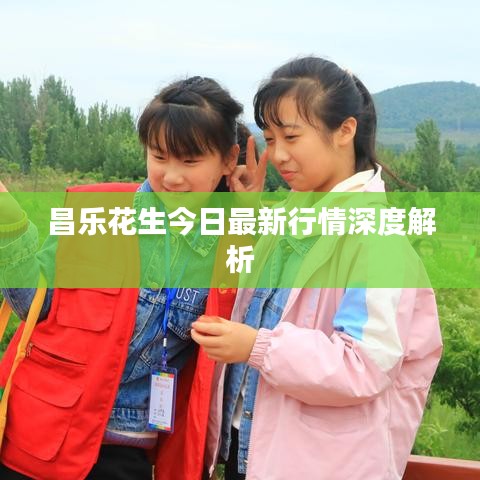 昌乐花生今日最新行情深度解析