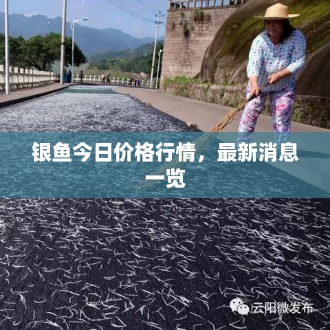 银鱼今日价格行情，最新消息一览